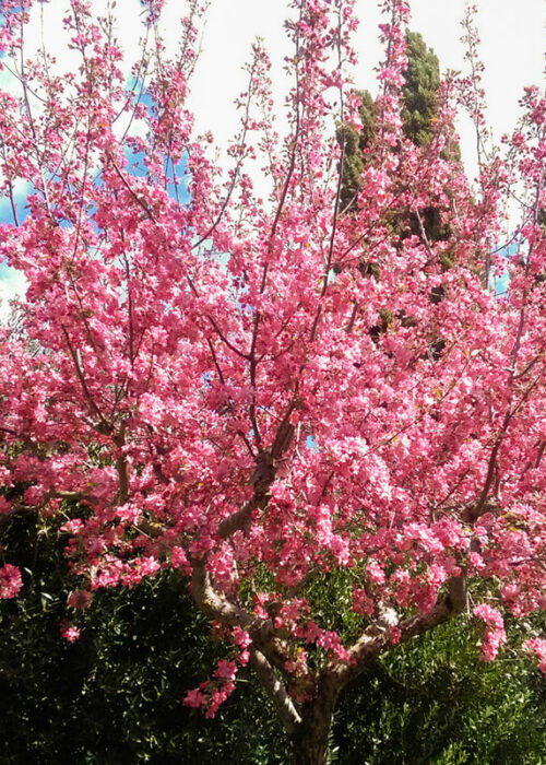 la-vittoria-10-alberi-rosa